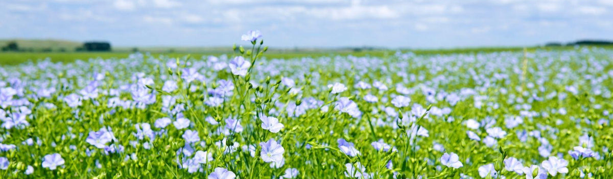 Light blue/purple flowers from the flax plant that linen comes from growing in field 